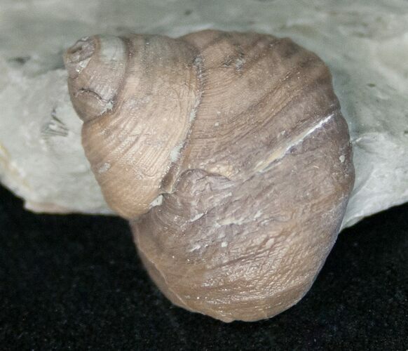 Fossil Gastropod (Cyclonema) Ordovician - Ohio #11469